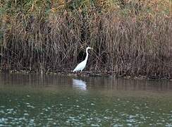 Grande Aigrette