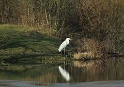 Grande Aigrette