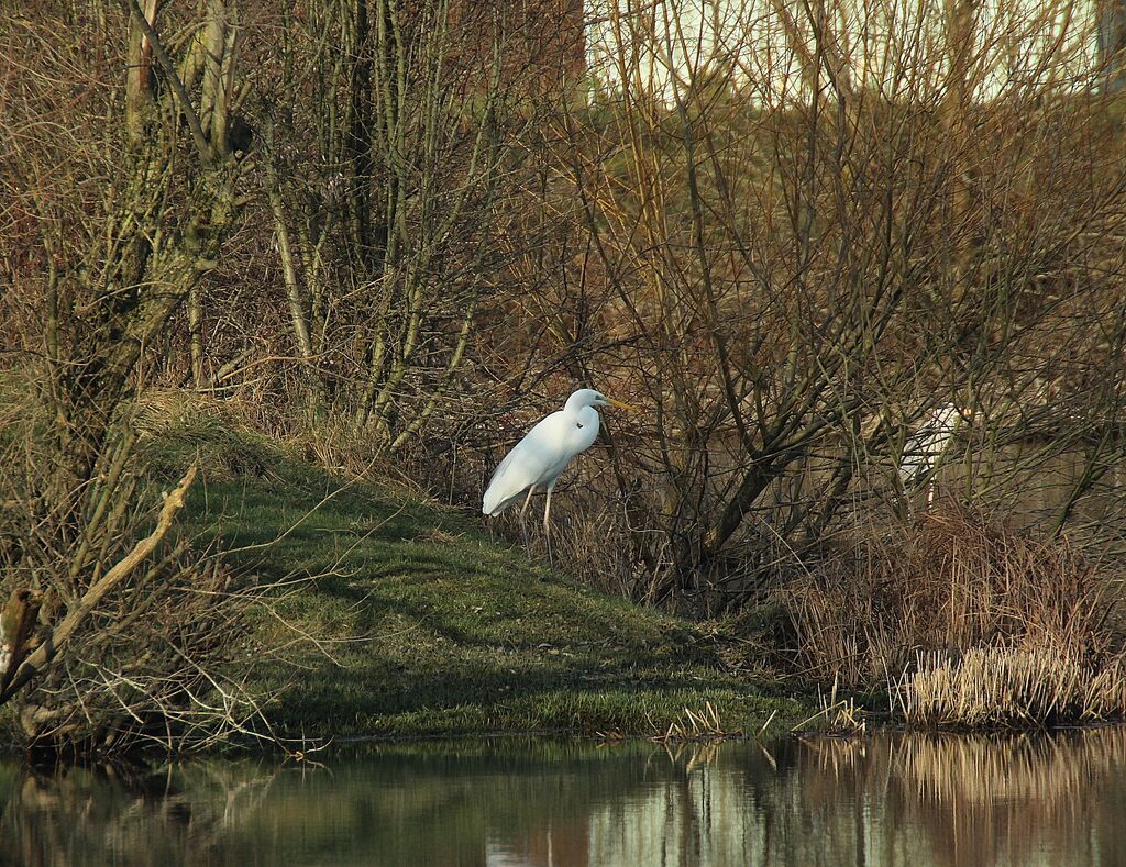 Great Egret