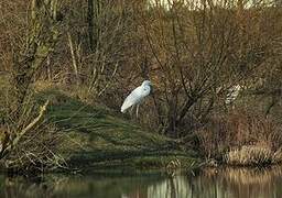 Grande Aigrette