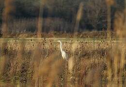 Grande Aigrette