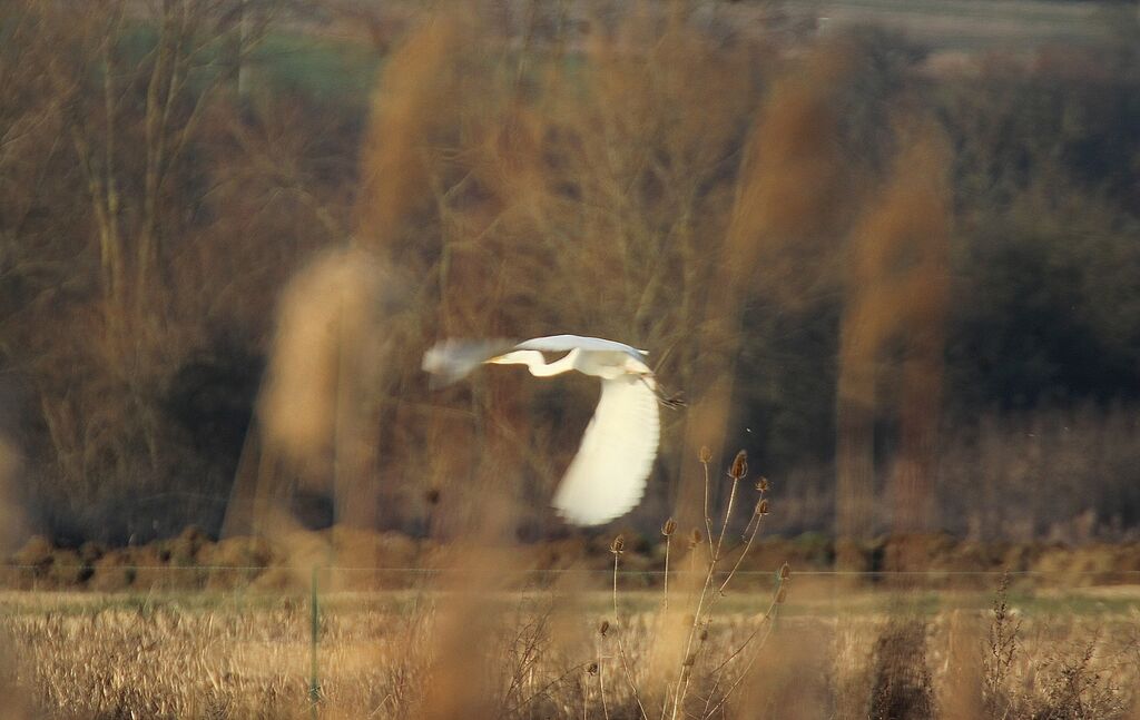 Grande Aigrette