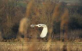 Grande Aigrette