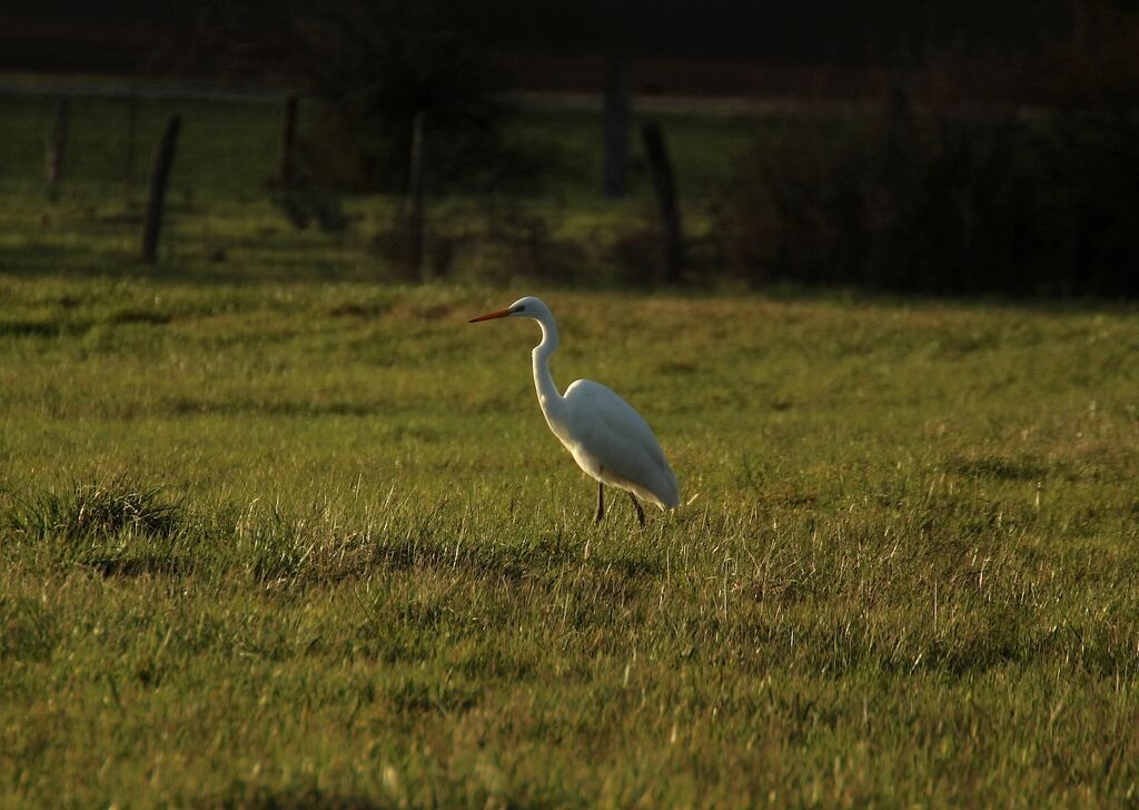 Grande Aigrette