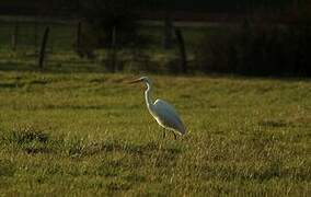 Grande Aigrette