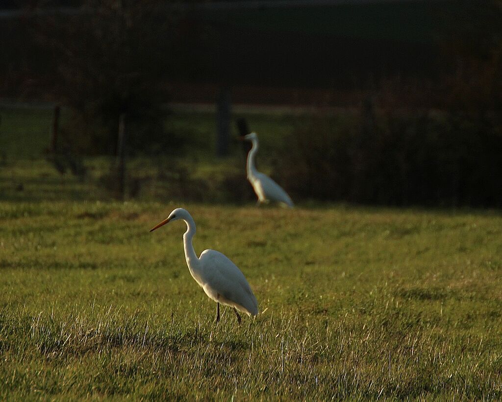 Grande Aigrette