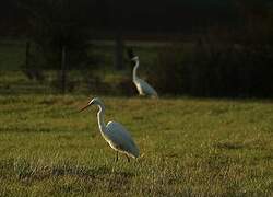 Grande Aigrette