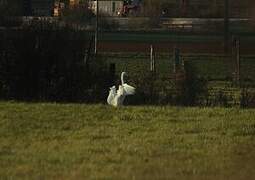 Grande Aigrette