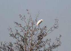 Grande Aigrette