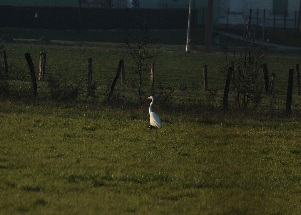 Grande Aigrette