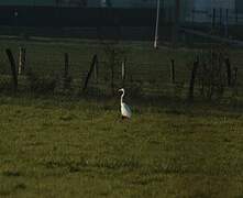 Grande Aigrette