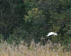 Grande Aigrette