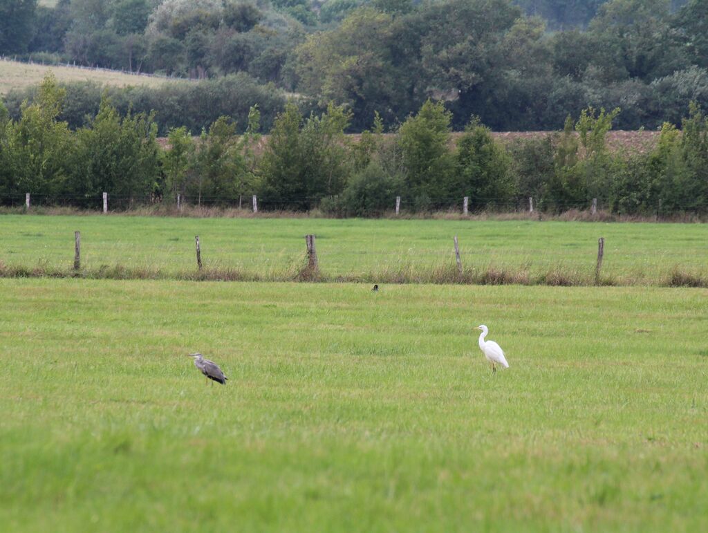 Great Egret