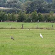 Grande Aigrette