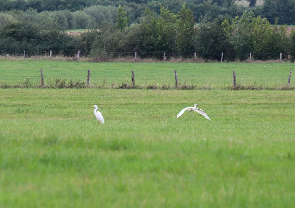 Grande Aigrette