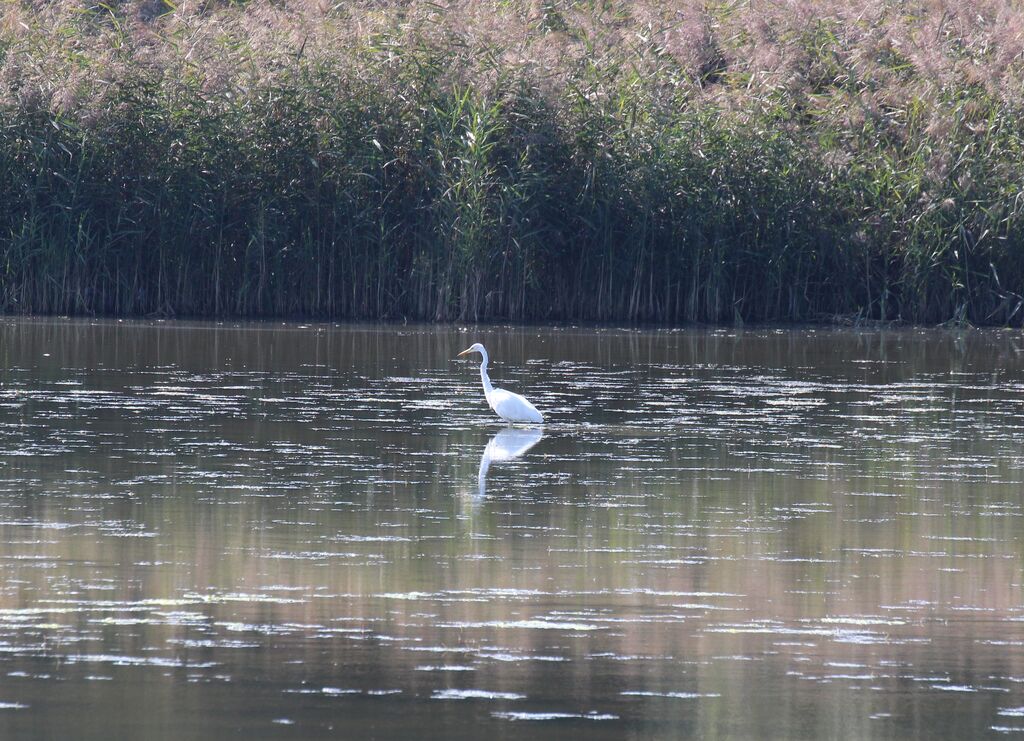 Grande Aigrette