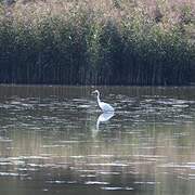 Grande Aigrette