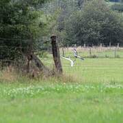 Grande Aigrette