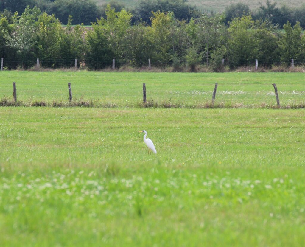 Grande Aigrette