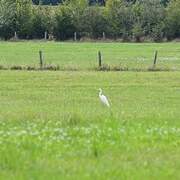 Grande Aigrette