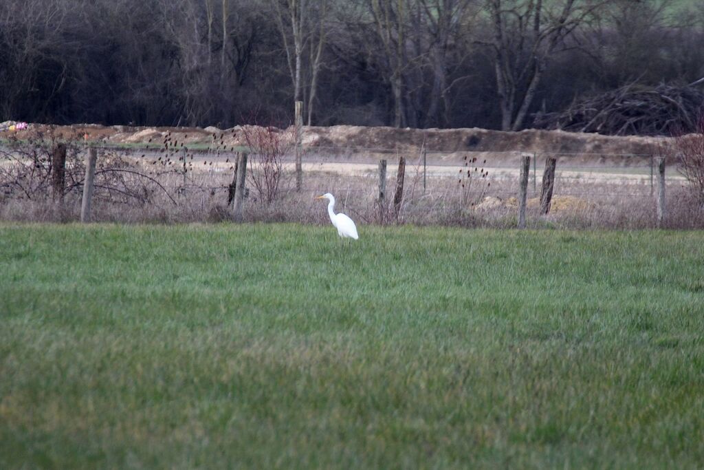 Great Egret