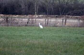 Grande Aigrette