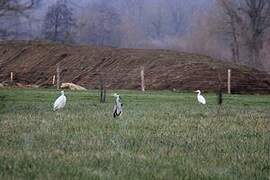 Grande Aigrette