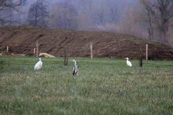 Grande Aigrette