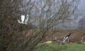 Grande Aigrette