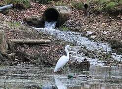 Grande Aigrette