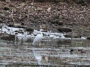 Grande Aigrette