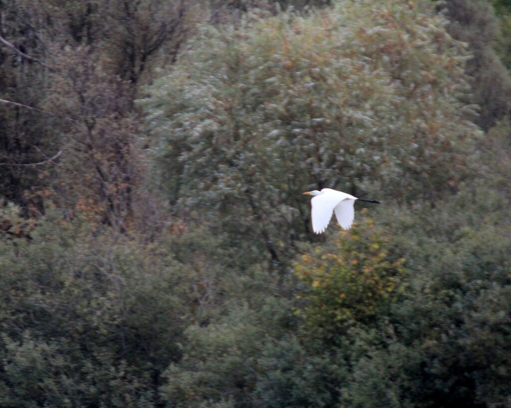 Great Egret