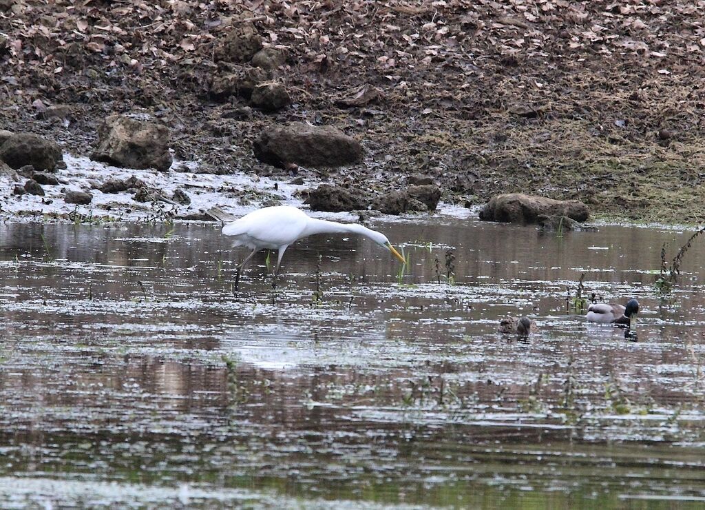 Great Egret