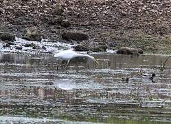 Grande Aigrette