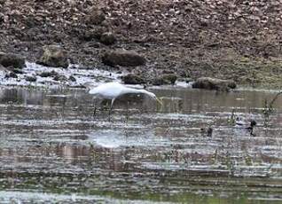 Grande Aigrette