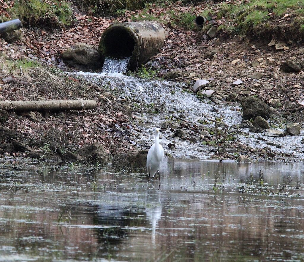 Grande Aigrette