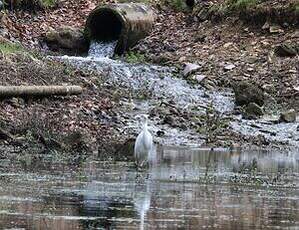 Grande Aigrette