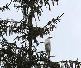 Grande Aigrette