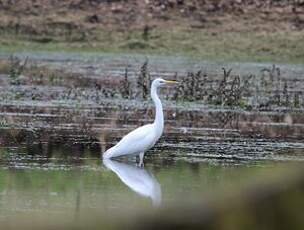 Grande Aigrette