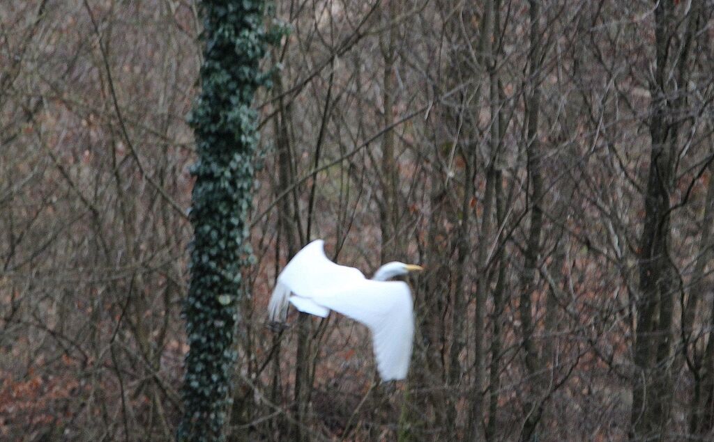 Grande Aigrette