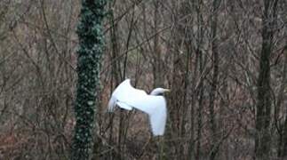 Grande Aigrette