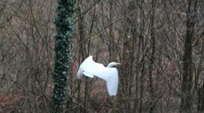 Grande Aigrette