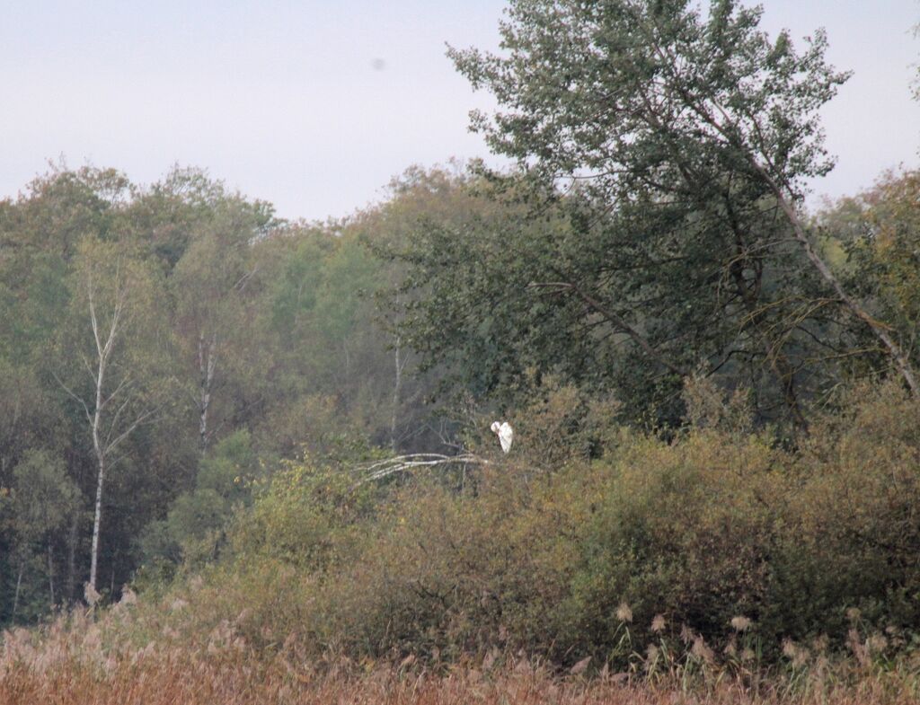 Great Egret