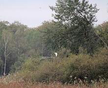 Great Egret