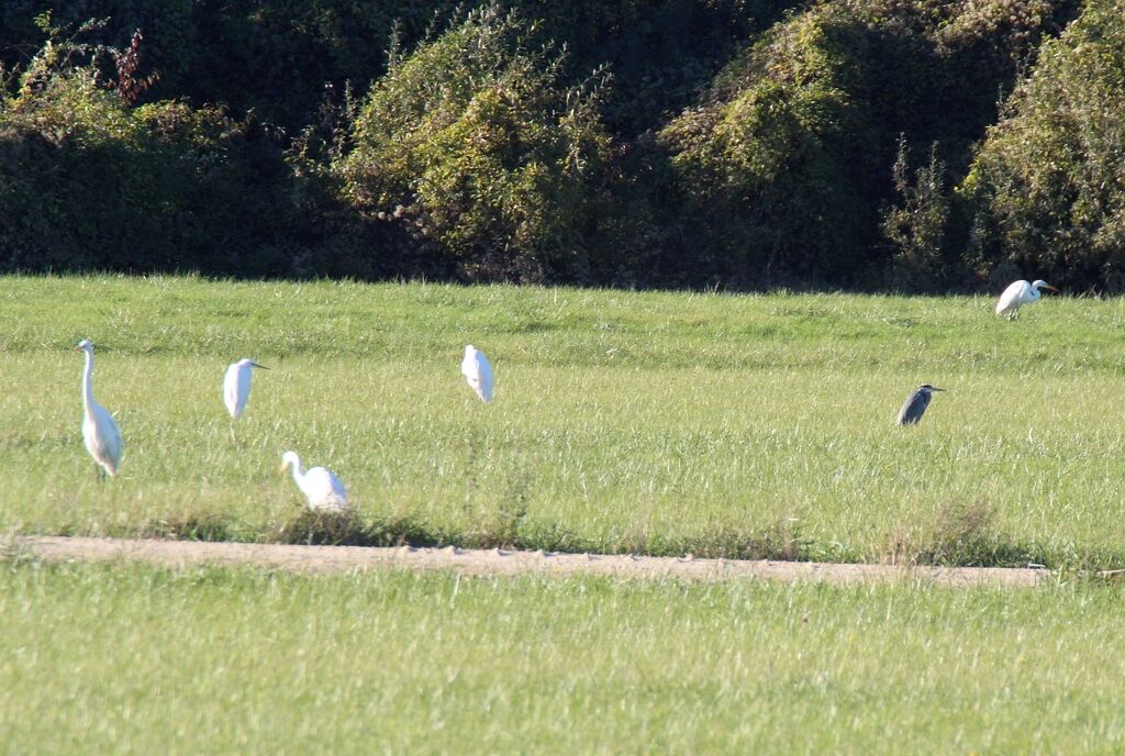 Great Egret