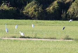 Grande Aigrette