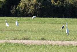 Grande Aigrette