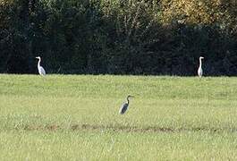 Grande Aigrette