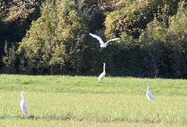 Grande Aigrette