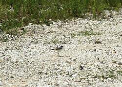 Kentish Plover